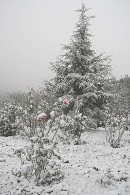 Yozgat'ta mevsimin ilk karı yere düşenken, hava sıcaklığı da hissedilir derecede düştü. (ÖMER ERTUĞRUL/Yozgat-İHA)