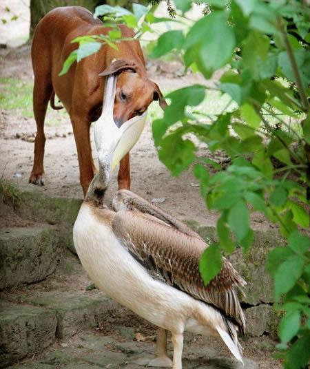 <p> Pelikan köpeğe karşı 
<p> Hayvanlar aleminin en garip çekişmelerinden biri. Bu sıra dışı görüntü 1 yaşındaki hırçın pelikanın zavallı köpeğin kafasını ağzına aldığı anda yakalanmış. Roland Adam tarafından Almanya'daki bir hayvanat bahçesinde çekilmiş