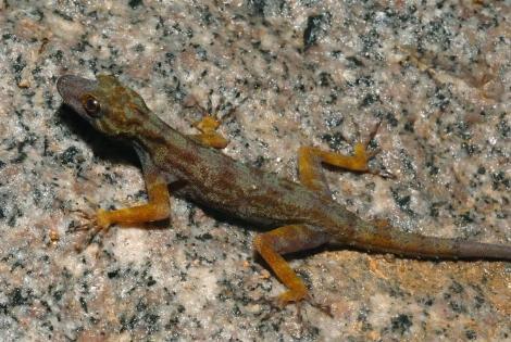 Cnemaspis caudanivea adlı bir kertenkele türü