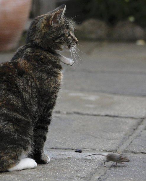 Ezeli rakipler kedi ve fare İngiltere'nin Gosport kasabasındaki bir evin bahçesinde karşı karşıya geldi. 7 yaşındaki Jess karşısına çıkan fareyi gözüne kestirdi. İkili dakikalarca bakıştı, biri ileri diğeri geri hamleler yaptı.
Kedinin fareyle oyununda ise kazanan fare oldu. Jess yemeğini yakalasada sahibi fareyi kedinin ağzından aldı. Fare hızla Jess'in görüş sahasından ayrılıp en yakındaki deliğe girerken kedi de sahibinin koyduğu mamaları iştahla yemeğe başladı.