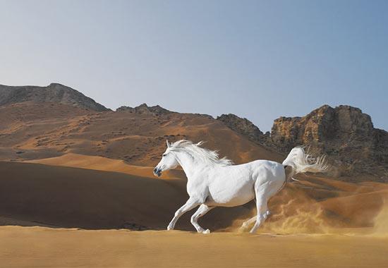 İngiliz fotoğraf ustası Tim Flach'ın "Atlar Dünyası" adlı fotoğraf sergisi