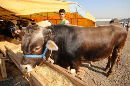 İzmir Büyükşehir Belediyesi haşere mücadele ekipleri tarafından başlatılan haşere ilaçlama ve dezenfeksiyon çalışmalarının, hem kurban satış yerlerinde hem de kurban kesim yerlerinde bayram süresince ve sonrasında devam edeceği bildirildi.