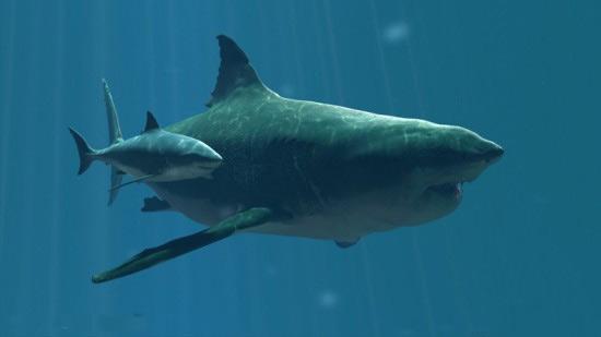 Megalodon