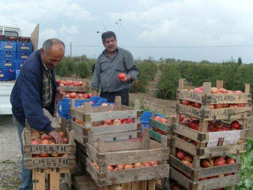 Manisa'nın Saruhanlı ilçesinde pamuğu bırakarak üç yıl önce deneme amacıyla dikilen Hicaz narları, çiftçilerin gözdesi oldu.