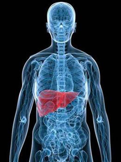 <p>İnsan uzun süre bir böbrek ve bir akciğerle, midesiz, dalaksız yaşayabilir, ama karaciğersiz bir dakika bile yaşayamaz.