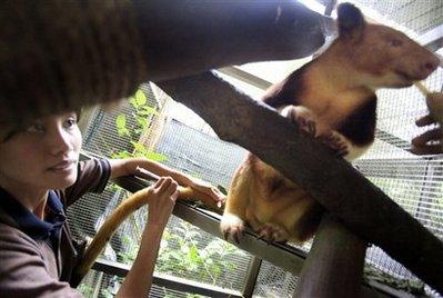 Okyanusya'daki Papua Yeni Gine'nin dağlık arazisinde, ağaçlarda yaşayan kanguru ve kedi büyüklüğünde farelerin yaşadığı, insan eli değmemiş bir bölge keşfedildi. Yeni canlıların kareleri: