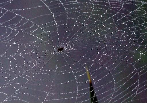 Bugüne dek 690 tür örümcek tespit edilen Türkiye'de, araknolojik çalışmaların azlığı nedeniyle bazı türlerin ilk kez tanımlandı. Aslında tüm örümceklerin zehirli olduğu belirtildi