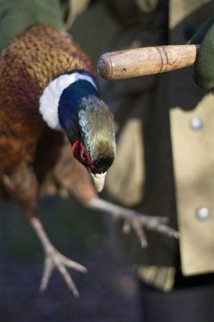 İngiltere'de her yıl düzenlenen British Wildlife Fotoğraf Ödülleri sahiplerini buldu. Bu yılın birincisi,Sula Sgeir denilen küçük ve ıssız bir İskoç adasında çektiği denizanası fotoğrafıyla Richard Shucksmith oldu. İşte yarışmada dereceye giren vahşi yaşamın içinden etkileyici kareler