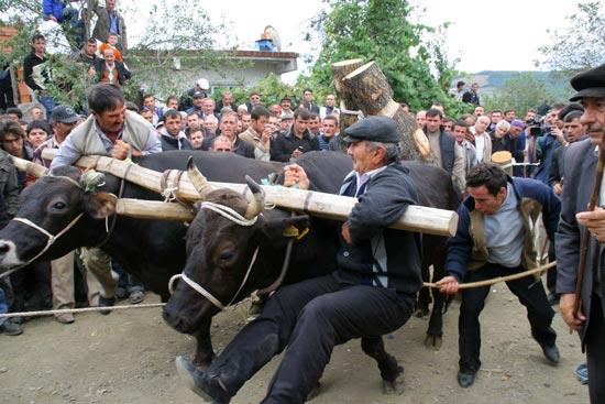 Samsun'da 150 yıllık geleneğe yine hayvanlara atılan dayaklar damga vurdu. "Öndöl" adı verilen büyükbaş hayvanların yarıştırıldığı etkinlikte ellerindeki sopalarla hayvanlara vahşice vuran köylüler karşı gelenleri de lince kalkıştı.