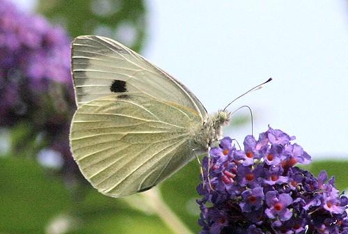 <p><strong><span style="text-decoration: underline;"><span style="color: #0000ff;">Pieris brassicaea (Büyük beyaz melek)</span></span></strong><br /><br />Hayli büyük olan bu kelebeğin ön kanat üstündeki siyah lekeleri koyudur ve aşağıya kadar iner. Geniş bir yaşam alanı olan bu kelebeği ilkbahar başından sonbaharın sonuna kadar görebilmek mümkündür.</p>