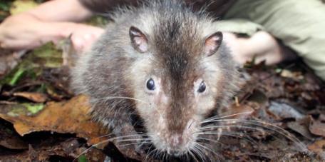 Okyanusya'daki Papua Yeni Gine'nin dağlık arazisinde, ağaçlarda yaşayan kanguru ve kedi büyüklüğünde farelerin yaşadığı, insan eli değmemiş bir bölge keşfedildi. Yeni canlıların kareleri: