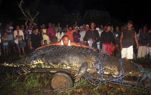 Filipinler'de köylülerin korkulu rüyası haline gelen 6 metre 40 santim uzunluğunda ve 1 ton ağırlığındaki dev timsah yakalandıktah sonra zincirlerle zor zaptedildi. 
<br><br>
Ülkenin güneyinde Agusan ilinin Bunavan kasabası bölgesinde sığ ırmakta yakalanan 6.4 metre boyunda tuzlu su timsahının Temmuz ayında kaybolan bir balıkçıya saldırdığı sanılıyor