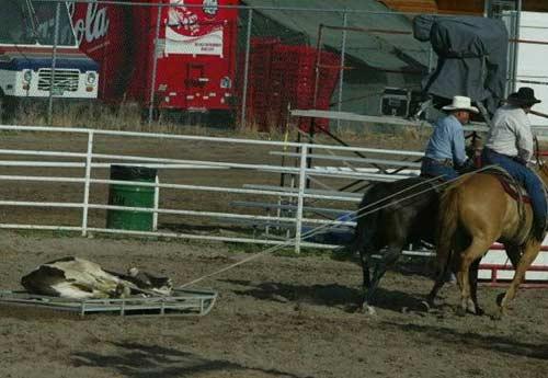 Rodeo esnasında yaşanan tehlikeli anlar...