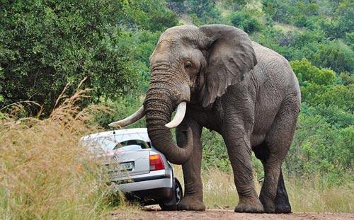 Güney Afrika'nın Johannesburg kentinde bir doğal parkta 5 tonluk fil, içinde iki kişinin bulunduğu otomobile oyuncak araba muamelesi yaparak, kendine ait patika yolundan uçuruma itti. O anlar kare kare fotoğraflandı: