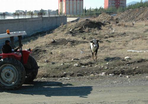 Gaziantep'in İslahiye ilçesinde sahibinin elinden kaçak bir dana Zabıta ekiplerinin uzun uğraşları sonucu sakinleştirici iğne ile yakalandı. Kovalama sırasında zabıta ekiplerini kovalayan dana herkese zor anlar yaşattı.