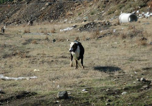 Gaziantep'in İslahiye ilçesinde sahibinin elinden kaçak bir dana Zabıta ekiplerinin uzun uğraşları sonucu sakinleştirici iğne ile yakalandı. Kovalama sırasında zabıta ekiplerini kovalayan dana herkese zor anlar yaşattı.