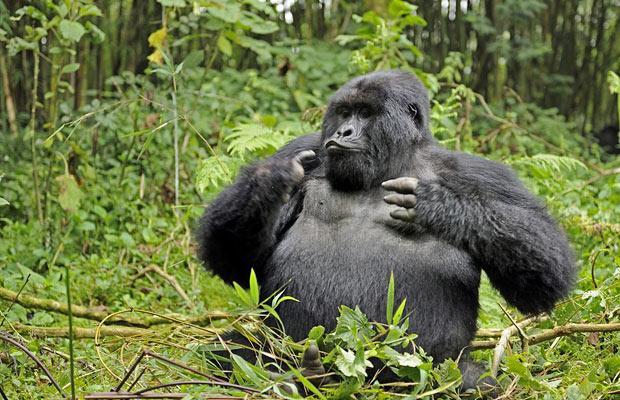 Ruanda'nın yüksek dağlarında yaşayan goril ailesini çekmeye giden vahşi doğa fotoğrafçısı Andy Rouse, alkollü bambu sapını yiyen gorillerin komik hallerini böyle görüntüledi.