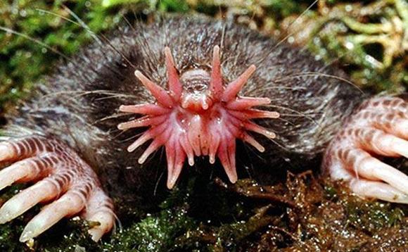 Yıldız Burunlu Köstebek Kuzey Amerika ve Canada'da rastlanan bu hayvan türü tam bir toprak altı hükümdarı.Sivri tırnakları sayesinde hızlıca yol katedebilen Star-Mosed Mole bir avuca sığabilecek kadar küçük...