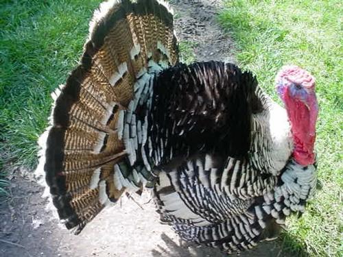 <strong>Hindiler en aptal!</strong><br>
1997'de Oregon Devlet Üniversitesi'nde yapılan bir araştırmaya göre en aptal hayvanlar hindiler.<br>
<strong>Kaynak:</strong> Radikal Gazetesi