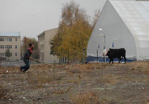 Kurban Bayramı'nın ilk kaçak haberleri gelmeye başladı. Erzurum'da kurban edilmek istenilen boğa sahibinin elinden kaçtıktan sonra şehir meydanında adeta terör estirdi.