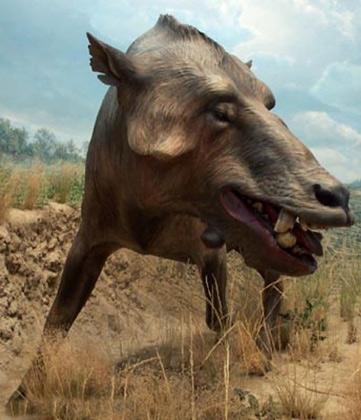 Daeodon
