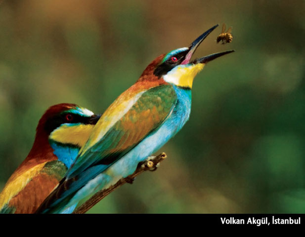 National Geographic Uluslararası Fotoğraf Yarışması Türkiye elemeleri sonuçları