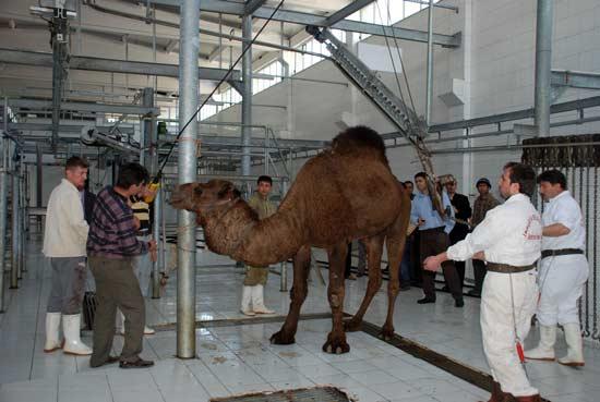 Isparta'da bazı işadamı ve esnaflar, Belediye Başkanı Hasan Balaman'ın başkanlık yarışını kaybetmesinin ardından deve kurban ederek kazanlarda helva kardı. Kesilen devenin eti pilav ve helva ile halka dağıtılacak.