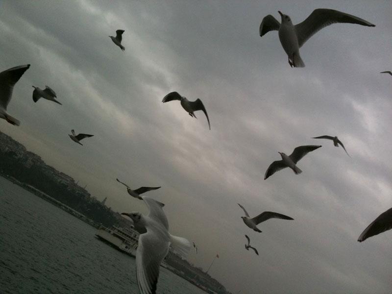 Yo yine mi martılar demeyin. Bu sefer dönüş yolu.