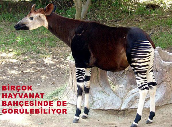 Ne ceylan ne zürefa bu okapiyi