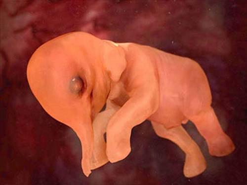 4 aylık fil embriyosu