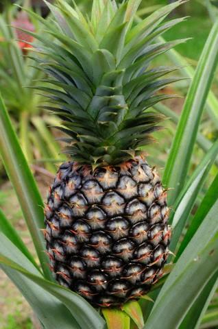 Ananas: Bulundurduğu bromelain enzimi sayesinde fazla su atılımı destekleyerek, ödemleri azaltır, morarmaları ve bu bölgelerdeki ağrıların azalmasına yardımcı olur.
BUGUN