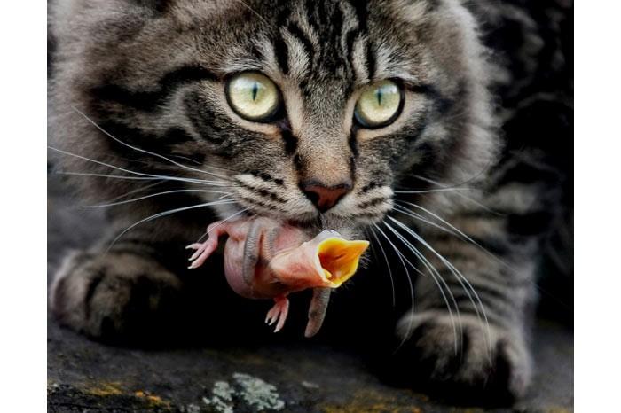 İngiltere'de her yıl düzenlenen British Wildlife Fotoğraf Ödülleri sahiplerini buldu. Bu yılın birincisi,Sula Sgeir denilen küçük ve ıssız bir İskoç adasında çektiği denizanası fotoğrafıyla Richard Shucksmith oldu. İşte yarışmada dereceye giren vahşi yaşamın içinden etkileyici kareler