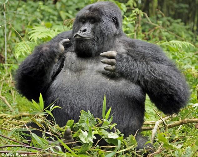 Ruanda'nın yüksek dağlarında yaşayan goril ailesini çekmeye giden vahşi doğa fotoğrafçısı Andy Rouse, alkollü bambu sapını yiyen gorillerin komik hallerini böyle görüntüledi.