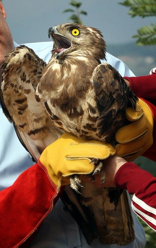 İstanbul Çevre ve Orman Müdürü Mehmet Emin Birpınar, Polonezköy Tabiat Parkı'nda, çeşitli nedenlerle yaralanarak tedavileri tamamlanan birer yılan kartalı, saz delicesi, kerkenez, su yelvesi ile 2 leyleği doğaya bıraktı.