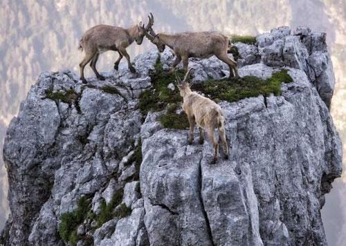 Baş döndürücü yükseklikte ayakta durmanın dahi zor olduğu sarp kayalar üzerinde bile kavgaya devam eden dağ keçiler, en ufak bir hatada uçurumdan aşağıya düşerek parça parça olma tehlikesine hiç aldırmadı.