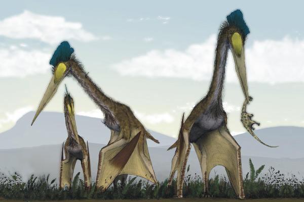 Pterosaur