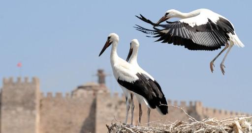 İzmir'in tarihi ve turistik ilçesi Selçuk'ta her yıl nisan ayında gelerek ağustosa kadar kalan leylekler için özel bir proje başlatıldı. Leylekler için özel tasarımlı yuvalar inşa edildi.