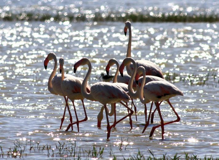 Van Gölü havzasının en önemli sulak alanlarından olan kent merkezine 30 kilometre uzaklıktaki Erçek Gölünde yılın belirli dönemlerinde konaklayan flamingolar, başta yöre halkı olmak üzere çok sayıda doğasevere görsel şölen sunuyor.