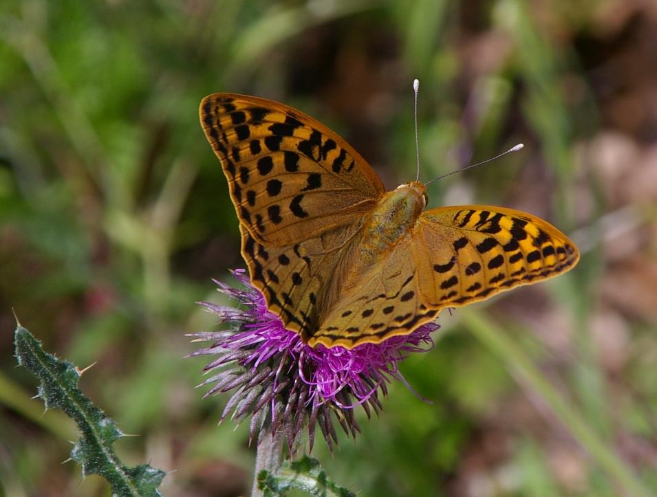 <p><strong><span style="text-decoration: underline;"><span style="color: #0000ff;">Argynnis pandora (Bahadır)</span></span></strong><br /><br />Kanat üstü yeşil tonlarına çalan bu turuncu kelebeğin, ön kanat altındaki kırmızısı dikkat çeker. Çok sık görülebilen bu kelebek, ilkbahardan sonbahara kadar uçar.</p>