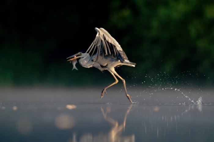 İngiltere'de her yıl düzenlenen British Wildlife Fotoğraf Ödülleri sahiplerini buldu. Bu yılın birincisi,Sula Sgeir denilen küçük ve ıssız bir İskoç adasında çektiği denizanası fotoğrafıyla Richard Shucksmith oldu. İşte yarışmada dereceye giren vahşi yaşamın içinden etkileyici kareler