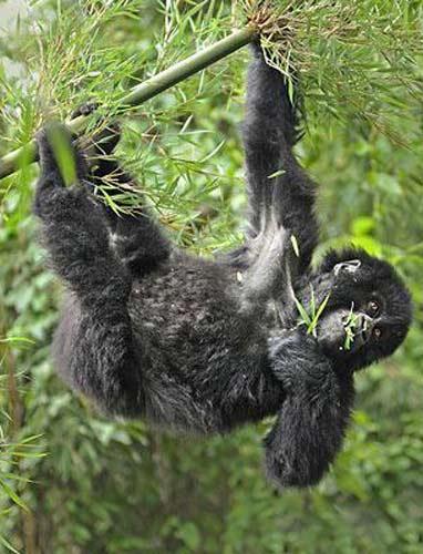 Ruanda'nın yüksek dağlarında yaşayan goril ailesini çekmeye giden vahşi doğa fotoğrafçısı Andy Rouse, alkollü bambu sapını yiyen gorillerin komik hallerini böyle görüntüledi.