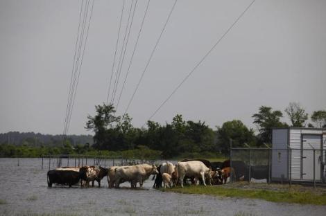 ABD'de Mississippi Nehri'nin taşması sonucu Memphis kentinin büyük bölümü sular altında kalırken, sel sularında çok sayıda yılan ve zehirli böceğin görülmesi büyük panik yarattı.