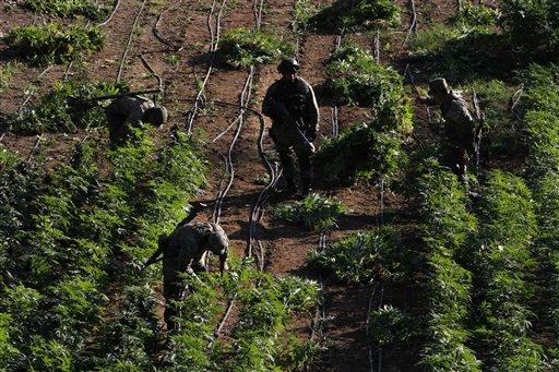 Sinaloa eyaletindeki askeri birliklerin komutanı General Pedro Gurrola'ya göre her baskında biraz daha kenevir ele geçirmelerinin sebebi kuraklık.