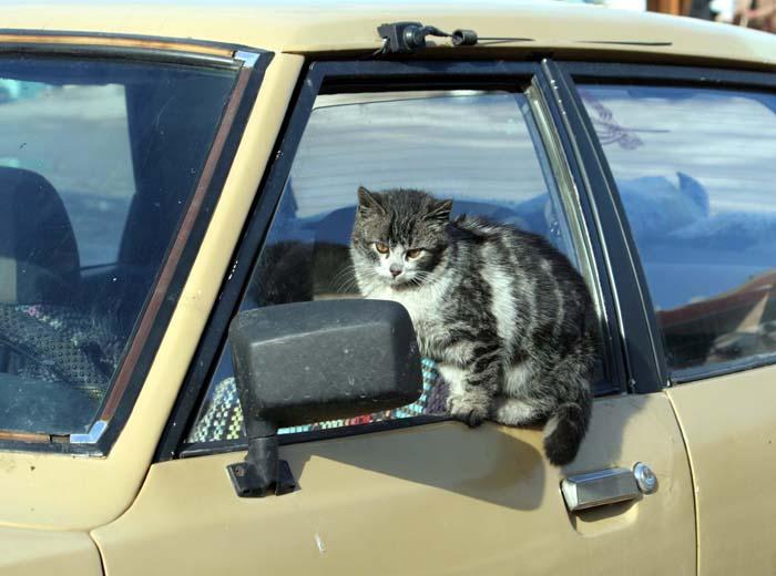 Bir otomobilin aynasında uzun uzun kendini izleyen kedi objektife böyle takıldı..
<p/>Kayseri'nin Yahyalı ilçesinde güneşli havada uzun süre otomobilin cam kenarında bekleyen kedi, aynada uzun uzun kendini izledi..