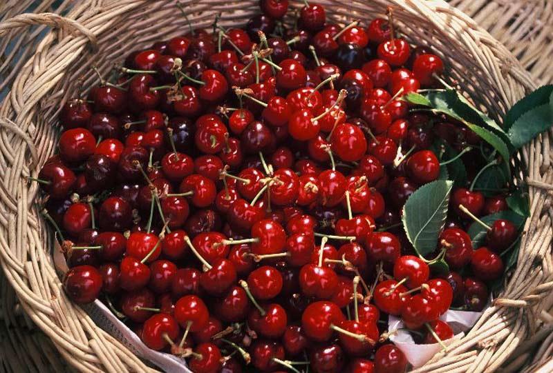 Kiraz festivaline varıyoruz. Başrol oyuncusu kiraz, arz-ı endam eylemekte