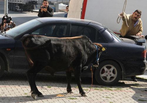 Kurban Bayramı'nın ilk kaçak haberleri gelmeye başladı. Yurdun çeşitli yerlerinde kurban edilmek istenilen boğalar sahiplerinin elinden son dakikada kaçıp adeta terör estirdi.