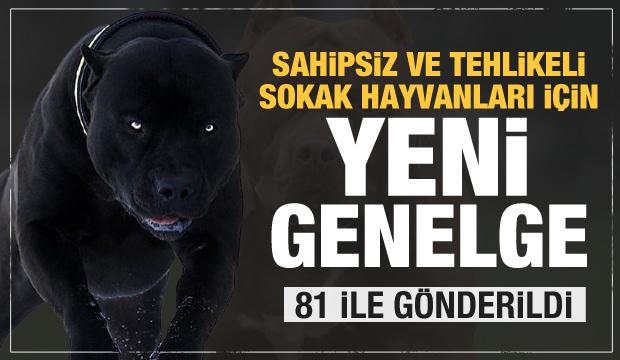 Sokak hayvanları için 81 ile genelge gönderildi! Dikkat çeken Pitbull detayı