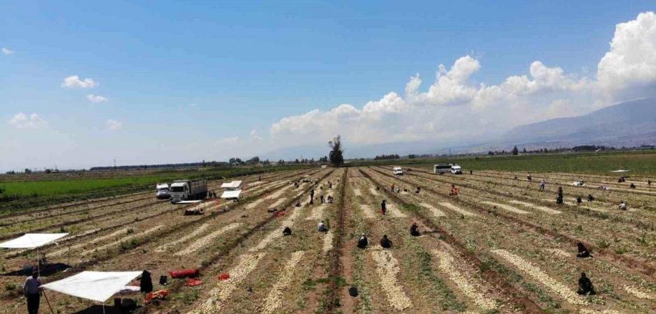 Hatay'da hasat başladı: Soğan tarladan 9-10 liraya satılıyor