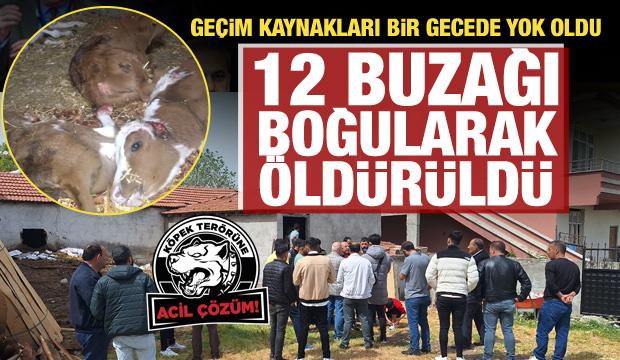 Samsun'da başıboş köpekler ahırdaki 12 buzağı ile 1 oğlağı boğarak öldürdü 