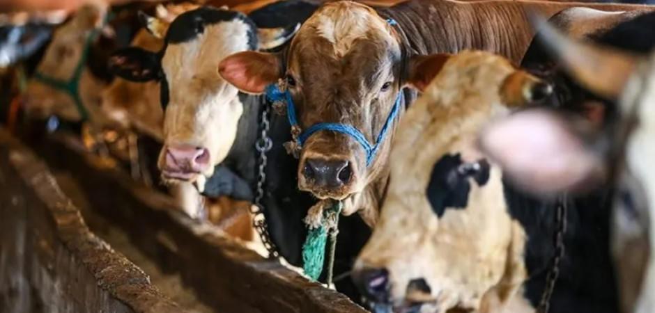 B&uuml;y&uuml;kbaş hayvan sayısı a&ccedil;ıklandı